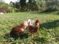 Кокошки Ломан Браун, снимка 1 - други­ - 45277166