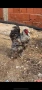 Продава се кокошки брами, снимка 1