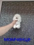 Бели миниатюрни минита. Померани. Реални снимки от 02.03.26 г. , снимка 8
