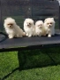 Померан померанчета Гр София , снимка 4