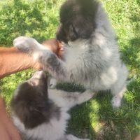Чистокръвни каракачански кученца , снимка 1 - Каракачанска овчарка - 45893078