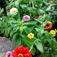 Продавам разсад Циния , снимка 3 - Градински цветя и растения - 45514375