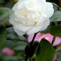 Камелия Нобилисима, Camellia japonica 'Nobilissima', снимка 3 - Градински цветя и растения - 45439717