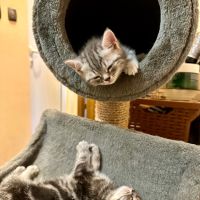 Британски късокосмести котки, снимка 8 - Британска късокосместа - 45403949