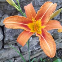 Хемерокалис, снимка 6 - Градински цветя и растения - 36103682