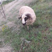 Провават се Овце, Кочове и  Чепишки  за Курбан Байрам, снимка 3 - Овце - 45698322