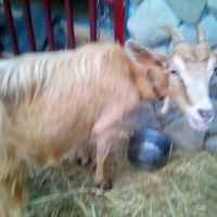 Продавам стадо 6 кози и 5 ярета, снимка 9 - Кози - 45891654