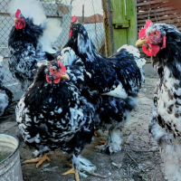 Разплодни яйца Кохин стандарт мраморен.🐔🐓🥚🥚
, снимка 1 - други­ - 44959935