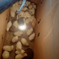 Продавам малки пилета от порода бял легхорн, снимка 1 - Кокошки и пуйки - 45734188