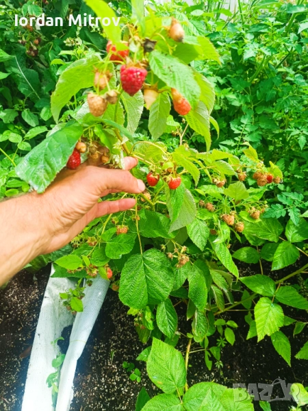 Ягоди и малини, снимка 1
