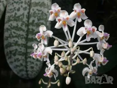  Търся орхидея Phalaenopsis celebensis, снимка 1