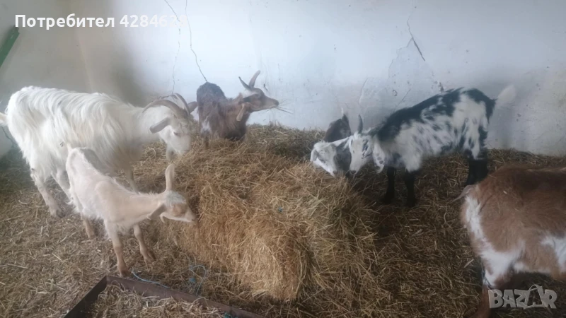 Кози, снимка 1