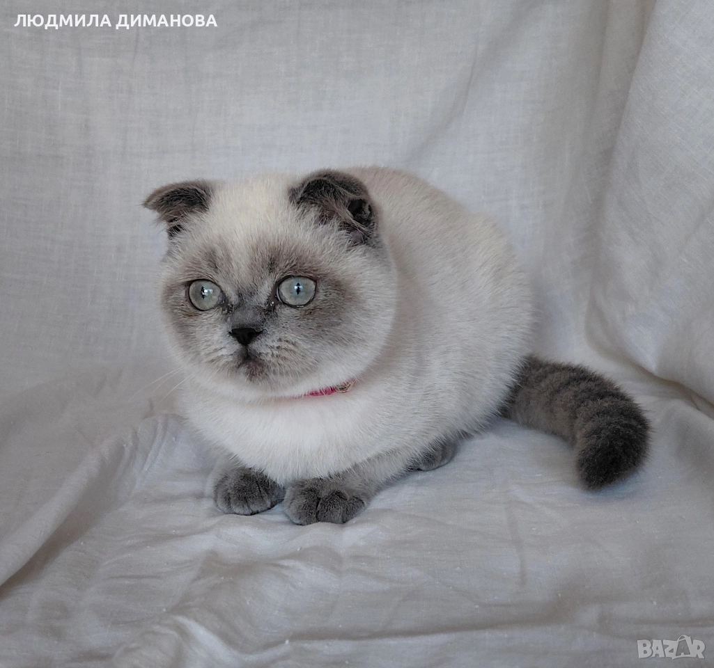 Шотландско момиче със сини очи. , снимка 1