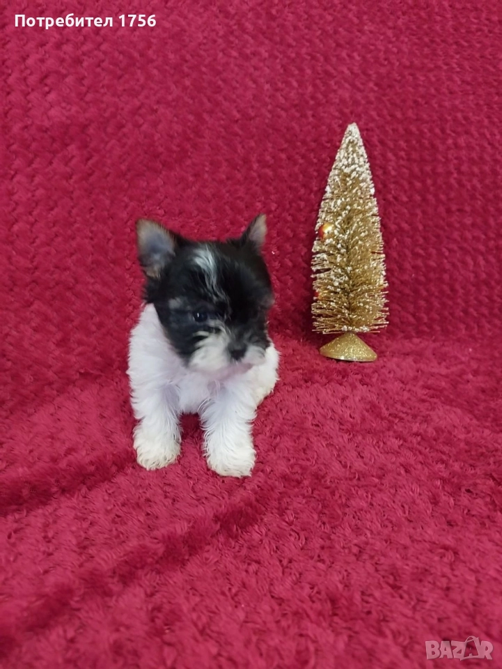 Малко сладко Биверче., снимка 1