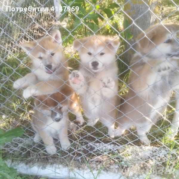 Кученца Акита Ину ваксинирани и обезпаразитени, снимка 1