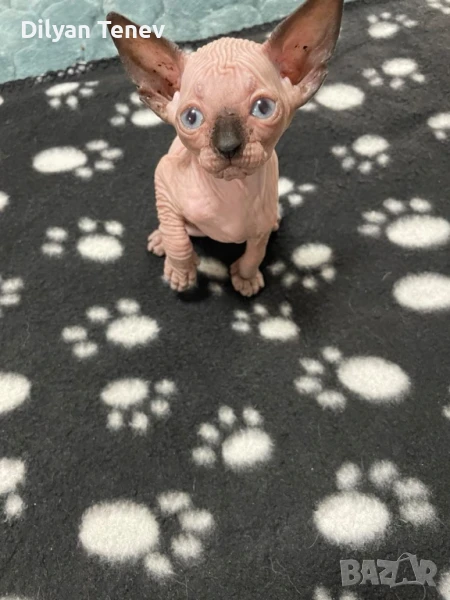 Канадски сфинкс, снимка 1