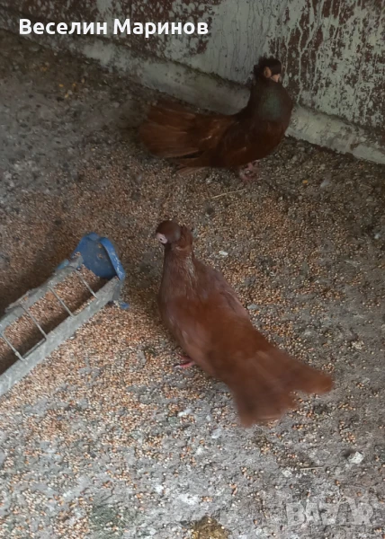 Продавам плевенски гълъби , снимка 1