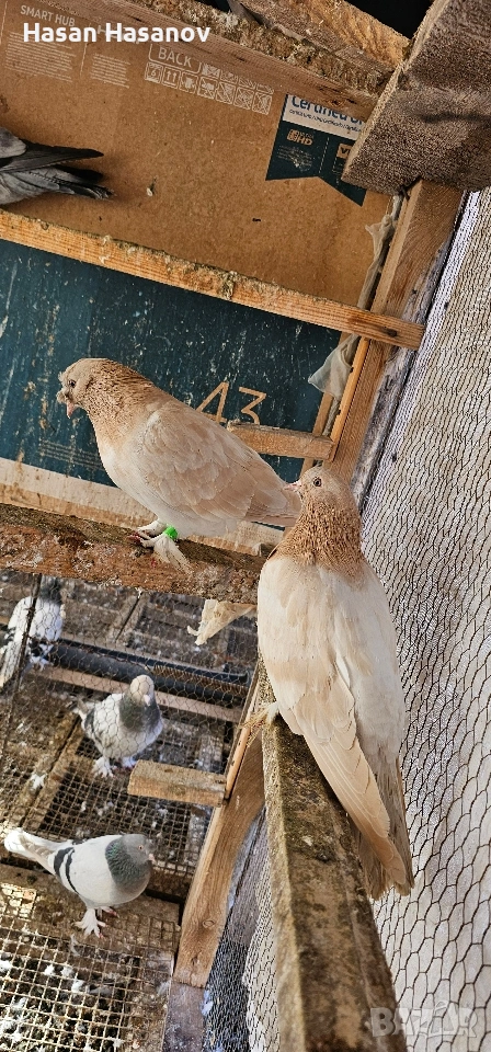 мардини , снимка 1