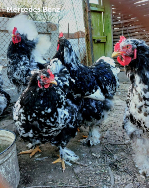 Разплодни яйца Кохин стандарт мраморен.🐔🐓🥚🥚
, снимка 1