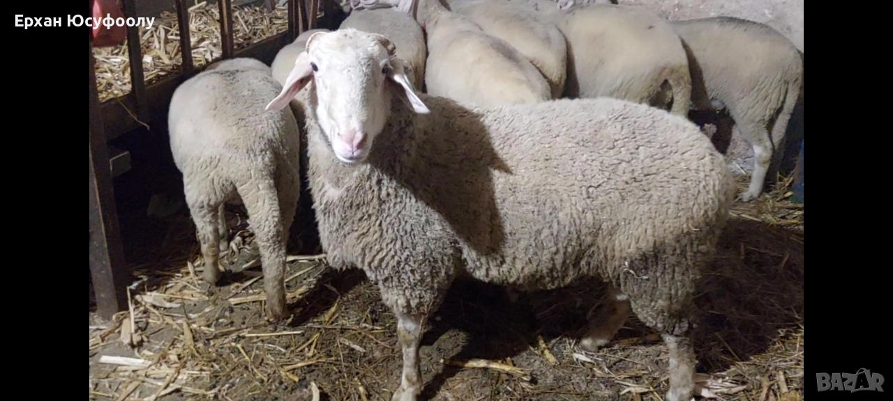 Овеннн, снимка 1