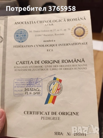 Кане корсо с родословие, снимка 5 - Кане корсо - 54013939
