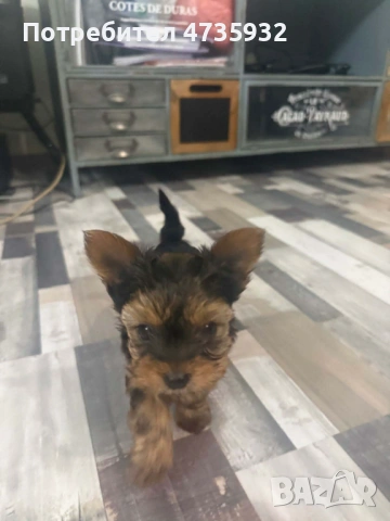 Мини Йоркшир момче и момиче!, снимка 4 - Йоркширски териер - 53453752