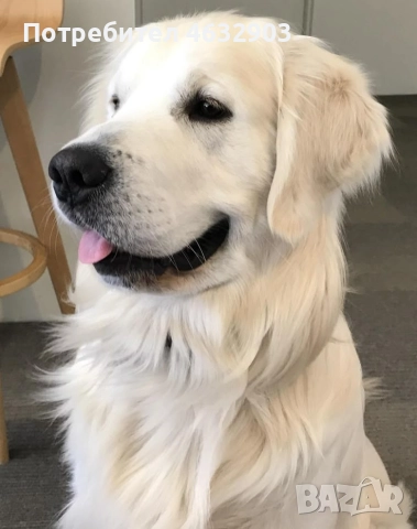 голдън ретривър момче , снимка 8 - Голдън ретривър - 52703386