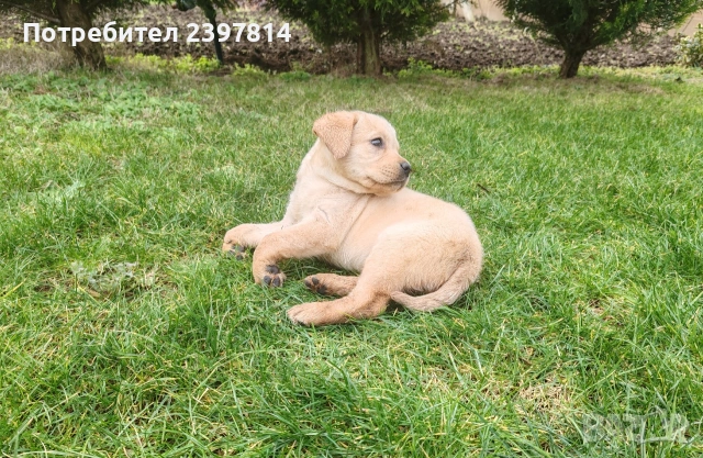 Лабрадор - женско , снимка 13 - Лабрадор ретривър - 53409226