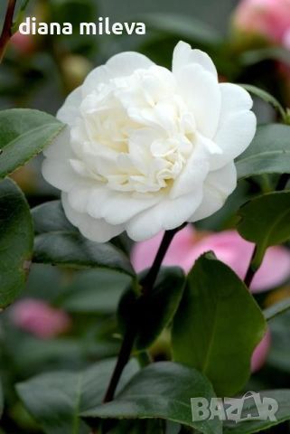 Камелия Нобилисима, Camellia japonica 'Nobilissima', снимка 3 - Градински цветя и растения - 45439717