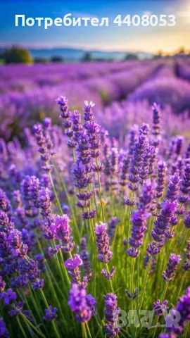 Лавандулови насаждения , снимка 2 - Земеделска земя - 50401030