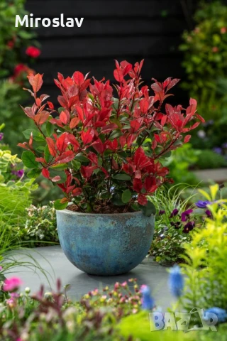 Фотиния Литъл ред Робин, снимка 6 - Градински цветя и растения - 51252940
