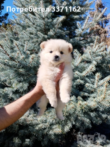 Померан , снимка 2 - Померан - 54151359