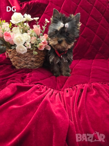 йоркширски териер, снимка 3 - Йоркширски териер - 53935987