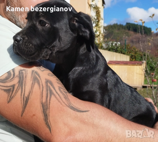 Кане Корсо Смолян , снимка 3 - Кане корсо - 52457759