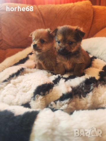 Мини померанчета.