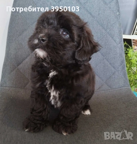 Shih poo/Mini poodle , снимка 9 - Пудели - 54302563