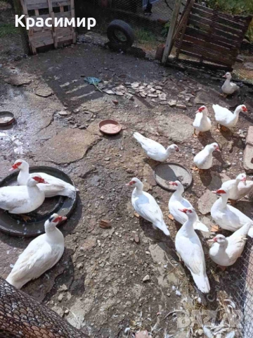 Продавам кокошки, петли породисти, неми патици., снимка 3 - Патици и гъски - 48682860