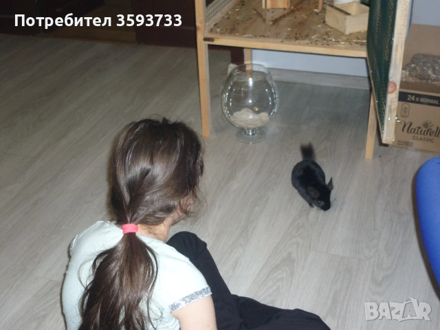 чинчила, снимка 4 - Други животни - 53192882