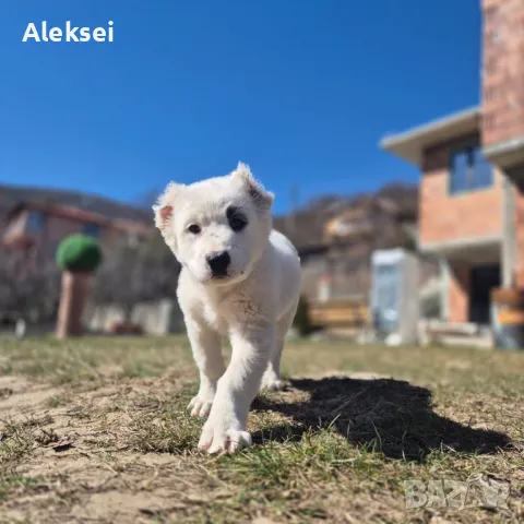 Средноазиатска овчарка–Алабай, снимка 9 - Средноазиатска овчарка - 48611649