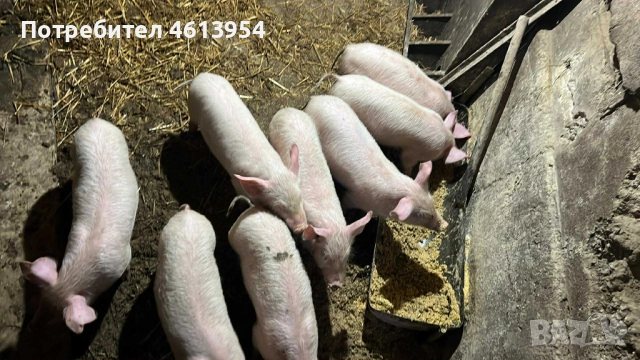 Продавам прасенца, снимка 3 - Прасета - 52590128