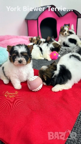 Йоркширски Териер! Сладки бебета с родословие за деца и възрастни!, снимка 2 - Йоркширски териер - 53393918