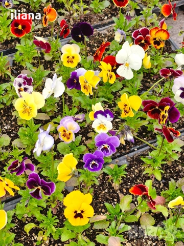 Продавам теменужки, снимка 8 - Градински цветя и растения - 54018843