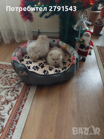 померан померанче , снимка 5 - Померан - 52876853