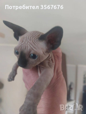 Канадски Сфинкс , снимка 2 - Сфинксове - 54061864