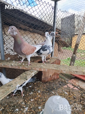 Гълъби, снимка 2 - Гълъби - 54091665