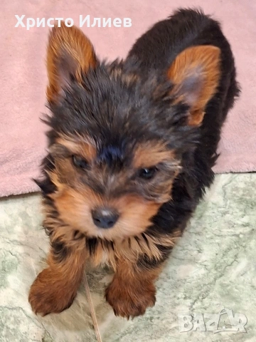 Продава мъжко мини йоркширче , снимка 6 - Йоркширски териер - 54136523