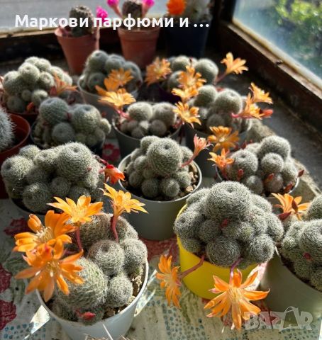 Кактуси Rebutia cv. Sunrise (Orange Flower), 22 лв, снимка 2 - Градински цветя и растения - 45584506
