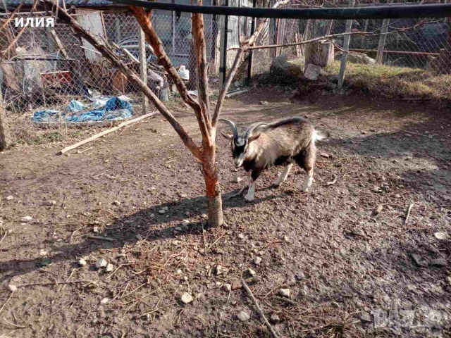 Продавам мини пръчле на 1г. , снимка 6 - Други животни - 53780949