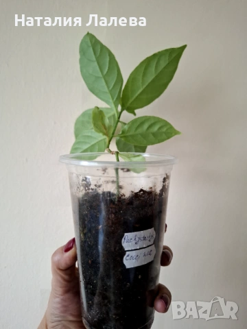 Червен пахистахис, pachystachys coccinea, снимка 3 - Стайни растения - 53591626