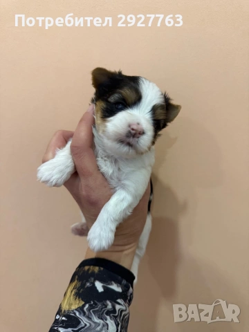 Бивер йоркширски териер, снимка 6 - Йоркширски териер - 54076207